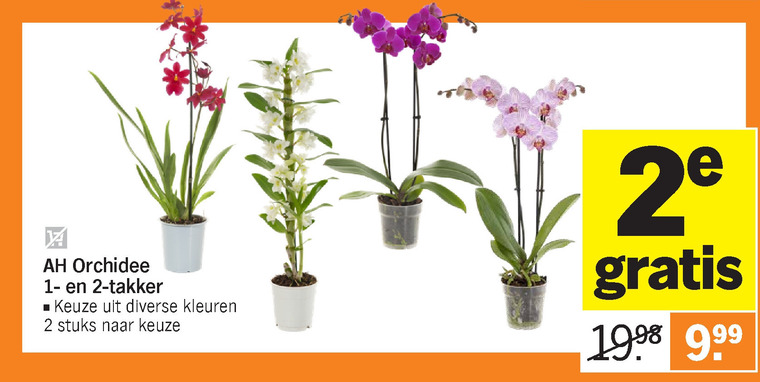 Orchidee Folder Aanbieding Bij Albert Heijn Details