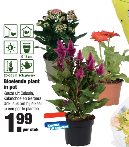 Tuinplant Folder Aanbieding Bij Aldi Details