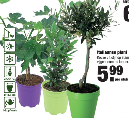 Olijfboom Tuinplant Folder Aanbieding Bij Aldi Details