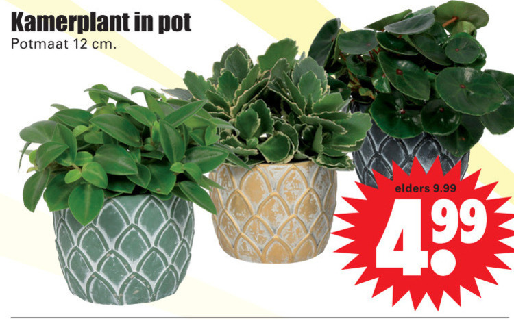 Kamerplant Folder Aanbieding Bij Dirk Details