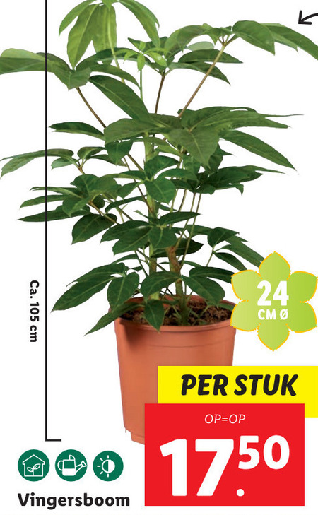 Kamerplant Folder Aanbieding Bij Lidl Details