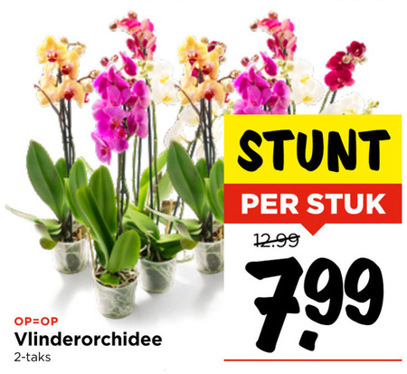 Orchidee Folder Aanbieding Bij Vomar Details