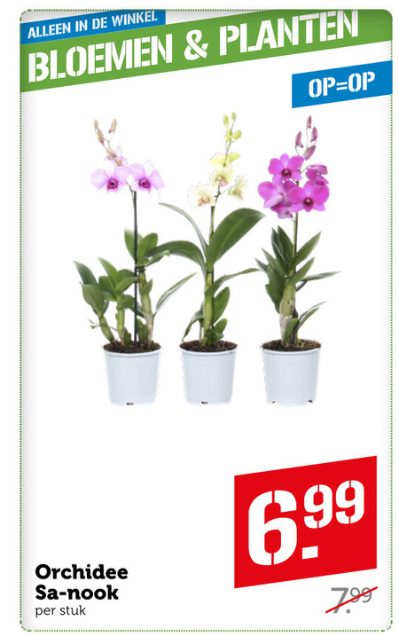 Orchidee Folder Aanbieding Bij Coop Details