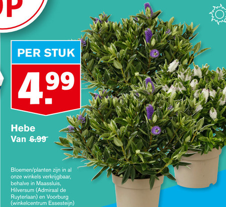 Bloem Folder Aanbieding Bij Hoogvliet Details