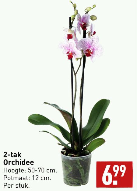 Orchidee Folder Aanbieding Bij Aldi Details