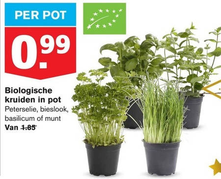 Vriendelijkheid pion kleuring kruidenplant folder aanbieding bij Hoogvliet - details