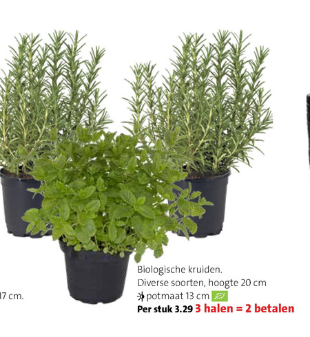 kruidenplant folder aanbieding bij - details