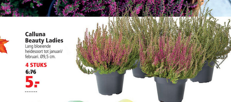 V ladies calluna beauty Calluna Beauty