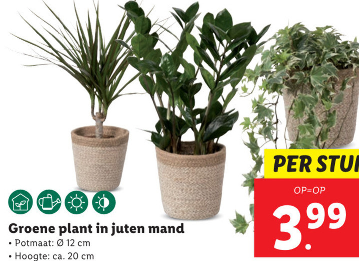 Kamerplant Folder Aanbieding Bij Lidl Details 