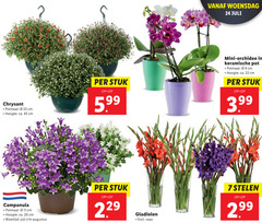  6 7 11 20 22 24 25 45 chrysant potmaat cm hoogte ca. stuk 5.99 campanula bloeitijd gladiolen vaas woensdag mini orchidee keramische pot 3.99 stelen 