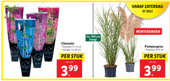  11 19 27 65 100 clematis potmaat cm hoogte ca. stuk 3.99 zaterdag hoog wintergroen pampusgras 