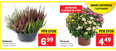  kamerplanten 1 7 19 23 30 45 meerdere kleuren pot zaterdag potmaat cm hoogte ca. stuk chrysant 