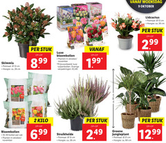  2 9 12 26 28 40 80 patio woensdag oktober skimmia potmaat cm hoogte ca. stuk luxe 30x bloembollen planten tulpenbollen bollen zak kilo struikheide groene 