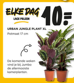  kamerplanten 10 17 dag lage urban jungle plant xl potmaat cm weken jumbo allermooiste 