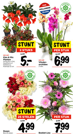  2 8 12 25 hollandse telers weken mix planten amaryllis pot gaultheria helleborus potmaat cm stuks dagen vlinder orchidee stuk rozen bos stelen boeket lisa 