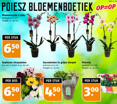  2 5 12 13 25 27 30 44 60 300 650 week phalaenopsis potmaat cm hoogte ca. stuk geplozen chrysanten bos stelen succulenten grijze sierpot potroos outdoor 