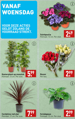  kamerplanten rozen 12 17 woensdag potmaat cm stuk kamerplant mosstok bos cordyline red star bloem bloemen 