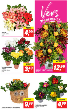  4 10 13 rozen bos stelen 6 99 vers veiling potchrysant pluis potmaat cm 3 boeket vier seizoen 14 12 arrangement 9 primula acaulis 5 96 