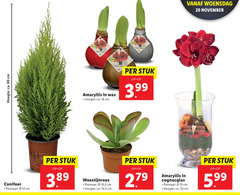  14 15 16 20 25 80 hoogte ca. cm wake bulbs amaryllis wax flowers without stuk 3.99 woensdag conifeer potmaat go woestijnroos 10 5 cognacglas 5.99 