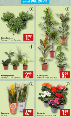  9 11 12 17 99 erica potmaat cm stuk kamerplanten bromelia kamerplant lips begonia 