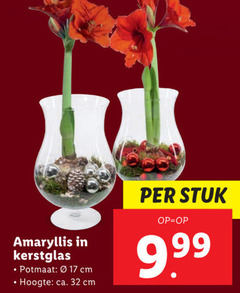  17 32 amaryllis kerstglas potmaat cm hoogte ca. stuk 