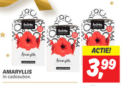  1 colourfull quality amaryllis rood rouge bulb cadeaubox colourful red 3 99 