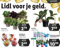  11 12 18 28 35 65 100 deals geld december peperomia plastic potmaat cm hoogte ca. recyclable orchidee gekleurde keramieken pot 