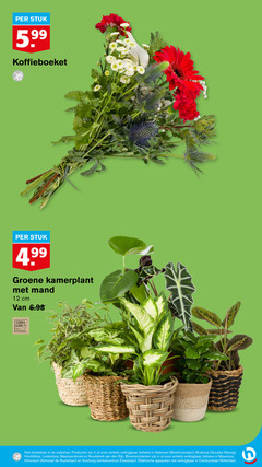  3 12 stuk 5.99 koffieboeket groene kamerplant mand cm fair responsible winkels aalsmeer goudse leiderdorp bloemen planten admiraal winkelcentrum elektrische apparaten 