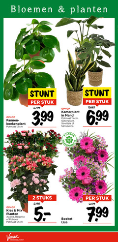  kamerplanten 2 5 12 15 bloemen planten pannen potmaat cm stuk 3.99 kamerplant mand strelitzia sanseveria mix azalea begonia potroos stuks dagen boeket lisa 