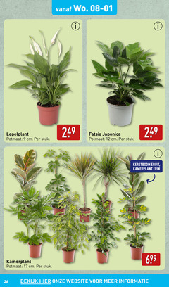  kamerplanten 9 12 17 26 potmaat cm stuk kamerplant japonica kerstboom eruit bekijk 