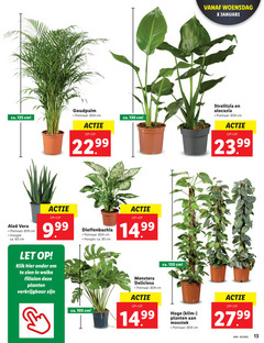  kamerplanten 8 13 60 120 ca. cm goudpalm potmaat 22 99 vera hoogte let klik welke planten dieffenbachia woensdag januari strelitzia alocasia monstera klim mosstok 02 