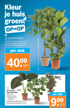  kamerplanten 17 19 27 30 kleur huis groen luxe groene planten pachira potmaat cm ficus gevlochten stuk alocasia mix monstera meter 00 