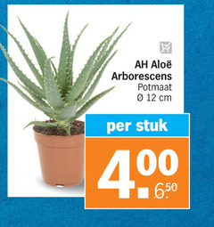  kamerplanten 12 arborescens potmaat cm stuk 4 00 