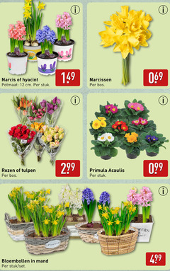  narcissen bloembollen primula 12 narcis hyacint potmaat cm stuk bos rozen tulpen acaulis mand flowers flower plants 