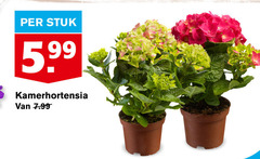  hortensia stuk 5.99 kamerhortensia 