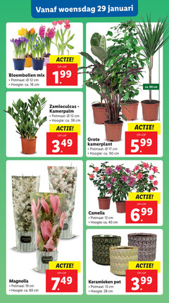  kamerplanten bloembollen camelia 12 13 16 17 19 28 40 60 90 woensdag januari mix potmaat cm hoogte ca. magnolia kamerpalm kamerplant 5.99 keramieken pot 3.99 