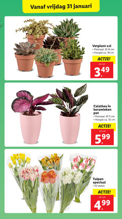  tulpen vetplant 10 11 14 18 31 35 vrijdag januari xxl potmaat cm hoogte ca. calathea keramieken pot 5.99 stelen 