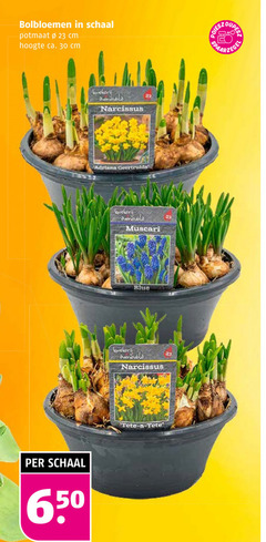  narcissen blauwe druifjes 23 30 650 bolbloemen schaal potmaat cm hoogte ca. narcissus adriana geertruida muscari blue 