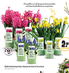  blauwe druifjes narcissen hyacinten 2 12 kleur lange wintermaanden bloemen planten binnen buitenplant schaduw weinig consumptie oor fit nederland kalfsleverworst nederlandse druiven pot cm 