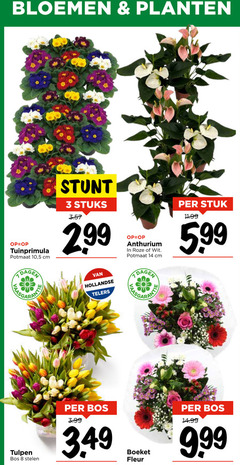  3 8 14 bloemen planten potmaat 10 5 cm stuks anthurium roze wit stuk 5.99 dagen hollandse telers tulpen bos stelen 3.99 boeket fleur 