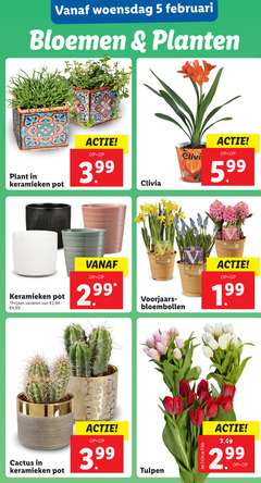  bloembollen tulpen 2 5 9 woensdag bloemen planten plant keramieken pot 3.99 clivia 5.99 varieeren 99 4 golden bull bulbs buli biodegradable voorjaars cactus 