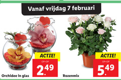  orchidee 7 vrijdag glas 