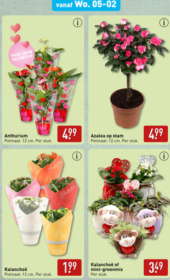  12 valentijn anthurium potmaat cm stuk nature couture by nat azalea stam mini 