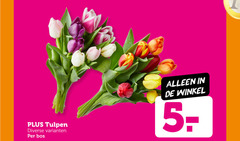  tulpen bos 