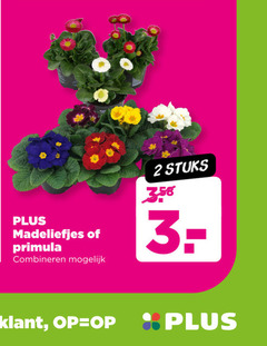  primula madeliefjes 2 combineren stuks 