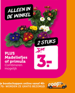  madeliefjes primula 2 3 350 combineren stuks online 40- 