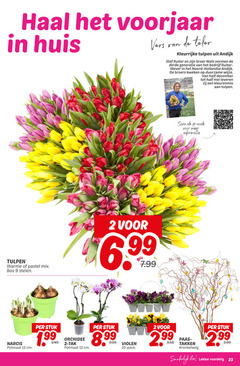  violen tulpen 2 9 10 12 23 voorjaar huis vers teler ruiter broer niels vormen derde generatie wever hollandse broers kweken duurzame wijze december kleurenmix warme pastel mix bos stelen scan code narcis potmaat cm stuk orchidee tak pack paas takken kronkelwilg eten 3.99 