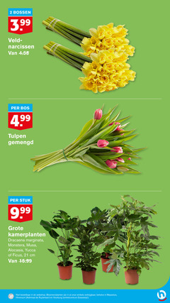  tulpen dracaena narcissen 2 3 bossen 3.99 bos gemengd stuk kamerplanten marginata monstera alocasia yucca ficus cm bloemen planten winkels admiraal winkelcentrum 