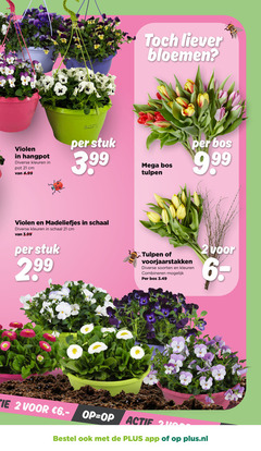  violen tulpen 2 24000 hangpot kleuren pot cm stuk 3.99 madeliefjes schaal 99 bloemen bos mega voorjaarstakken soorten combineren actif plus.nl 